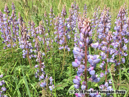 wild lupine, prairie, flower, May, Michigan