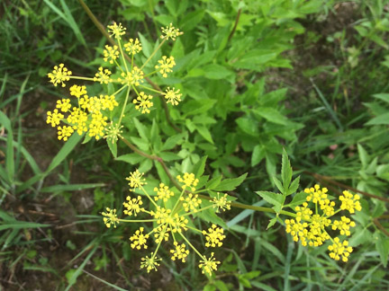 golden alexander, prairie, flower, May, Michigan