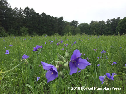 spiderwort, prairie, flower, Michigan, June