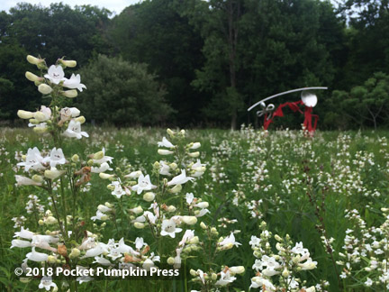 foxglove beardtongue, prairie, flower, Michigan, June