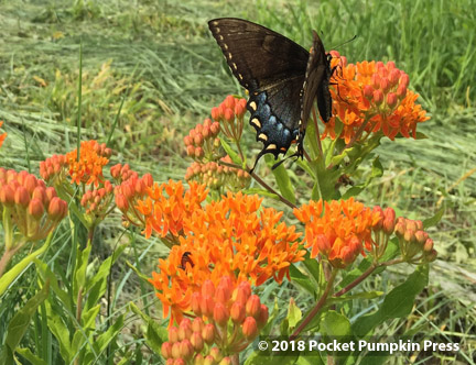 butterfly milkweed, orange, native, prairie, flower, July, Michigan