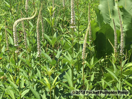 culver's root, prairie, flower, July, Michigan