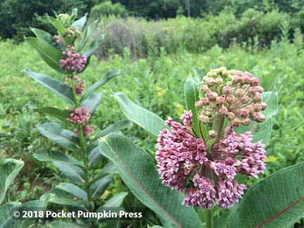 common milkweed, prairie, flower, July, Michigan