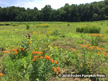 prairie, July, Michigan