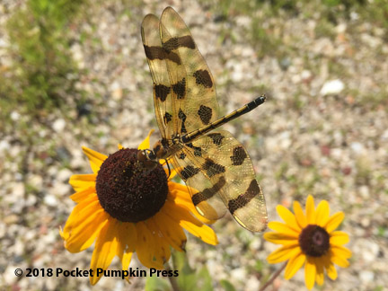 black-eyed susan, prairie, flower, July, Michigan