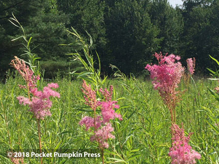 queen of the prairie, prairie, flower, July, Michigan