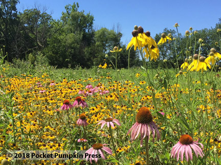 prairie flowers, July, Michigan