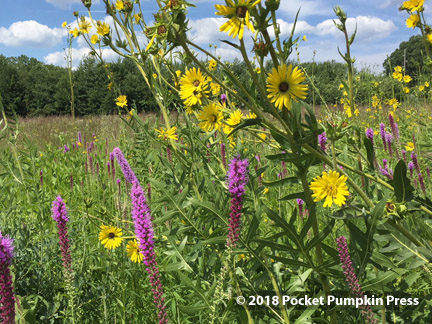 blazingstar and compass plant