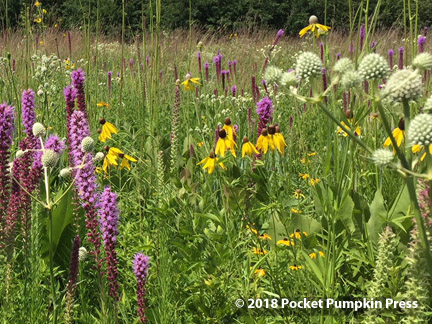 prairie flowers, August, Michigan