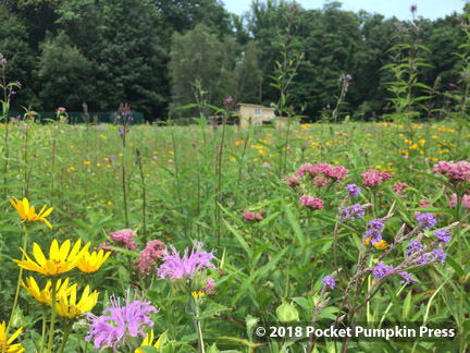 prairie, flowers, wildflowers, summer, Michigan, USA