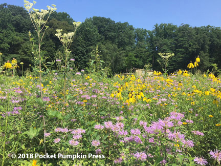 prairie flowers, August, Michigan