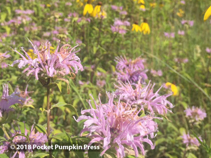 bee balm, pink, native, prairie, flower, August, Michigan