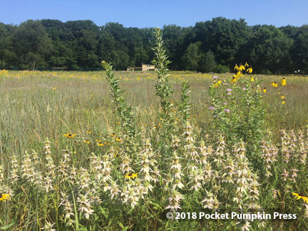 spotted horsemint, mint, flower, prairie, August, Michigan