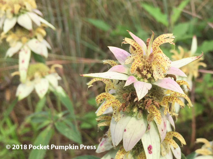 spotted horsemint, mint, flower, prairie, August, Michigan