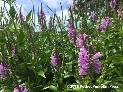 obedient plant, pink, native, prairie, flowers, August, Michigan