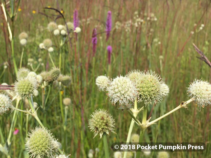 rattlesnake master, flowers, prairie, August, Michigan