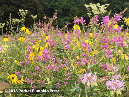 native, prairie, flowers, August, summer, Michigan, USA