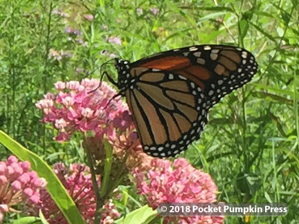 swamp milkweed, native, prairie, flower, summer, August, Michigan, USA