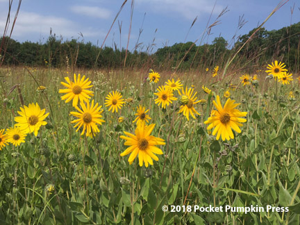 downy sunflower, native, prairie, flower, wildflower, summer, September, Michigan, USA