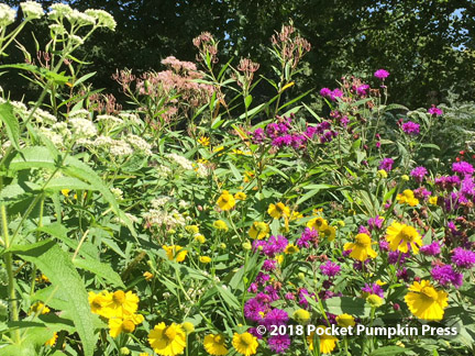 native, prairie, flowers, wildflowers, summer, September, Michigan, USA