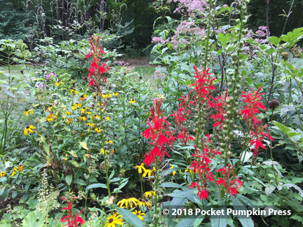 cardinal flower, red, native, prairie, flowers, wildflowers, September, Michigan, USA