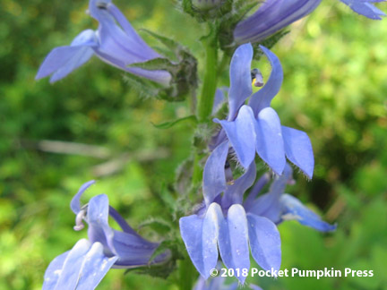 great blue lobelia, native, prairie, flower, September, Michigan, USA