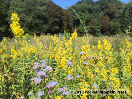 goldenrod and aster, prairie, flowers, September, Michigan, USA