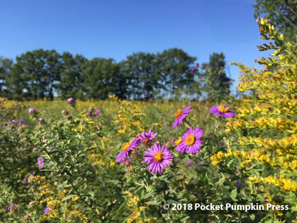 goldenrod and asters, native, prairie, flowers, October, Michigan, USA