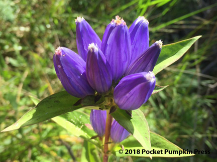 bottle gentian, blue, native, prairie, wildflower, fall, October, Michigan, USA