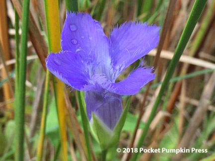 fringed gentian, native, prairie, wetland, wildflower, blue, flower, October, Michigan, USA