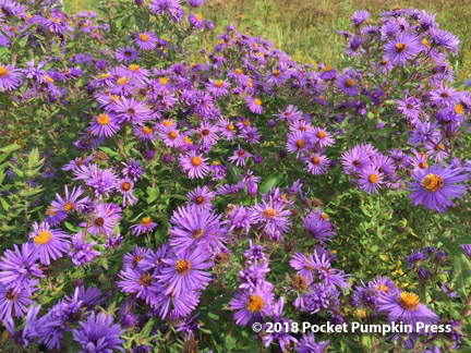 new england aster, purple, native, prairie, flower, wildflower, fall, October, Michigan, USA