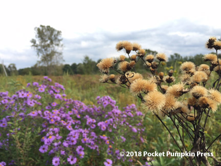 ironweed and aster, native, prairie, flowers, October, Michigan, USA