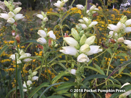 turtlehead, white, native, prairie, wetland, flower, wildflower, fall, October, Michigan, USA