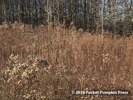 brown, dried, prairie, wildflowers, fall, Michigan, USA