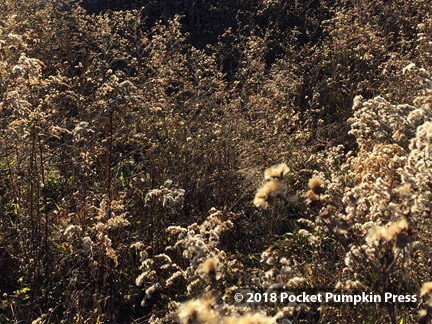 brown, dried, prairie, wildflowers, fall, Michigan, USA