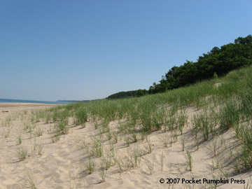 Marram Grass on dunes Michigan