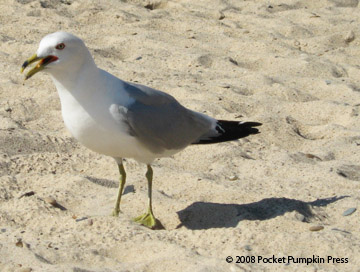 Herring Gull Michigan