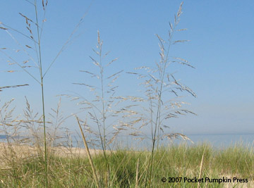 Sand Reed Grass Michigan