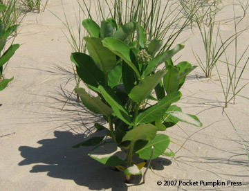 Common Milkweed Michigan