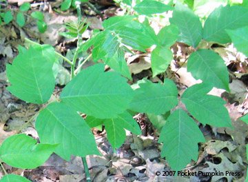 Poison Ivy Michigan