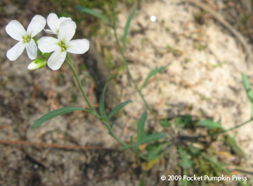 Spring Cress Michigan