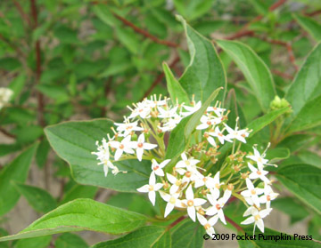 Red Osier Dogwood Michigan