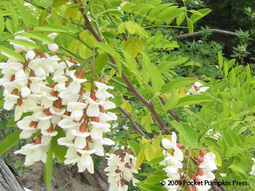 Black Locust Michigan