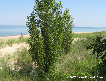 Eastern Cottonwood Michigan