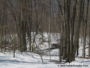 Warren Woods in winter Michigan