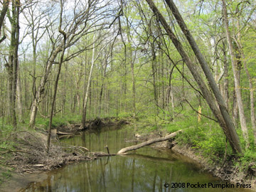 Warren Woods in spring Michigan