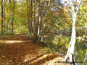 Warren Woods in fall Michigan