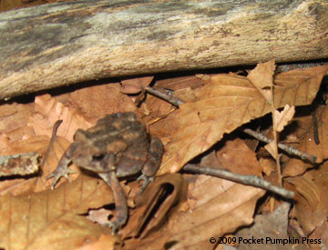 American Toad Michgian