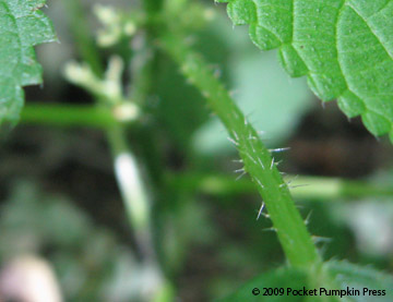 Wood Nettle Michigan