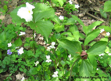 Woodland Spring Wildflowers Michigan